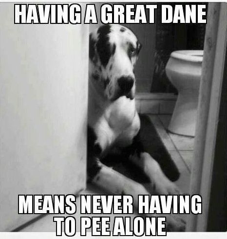 Great Dane lying in the bathroom floor photo with text - Having a Great Dane means never having to pee alone