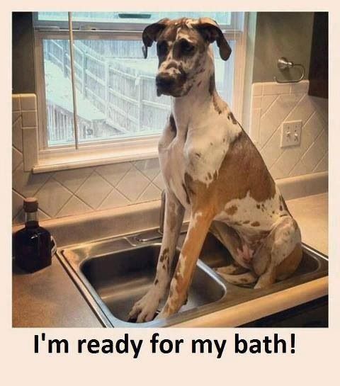 Great Dane sitting in the sink photo with caption - I'm ready for my bath!