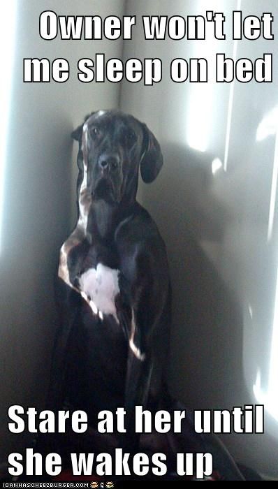 Great Dane sitting in the corner with its sad face photo with text - Owner won't let me sleep on bed. Stare at her until she wakes up