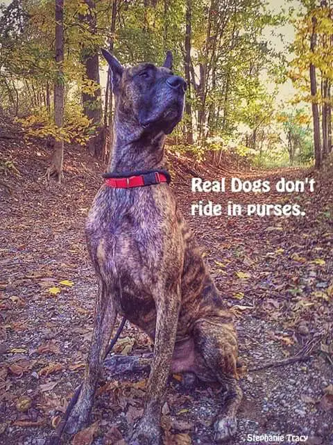 Great Dane sitting in the forest photo with text - Real dogs don't ride in purses.