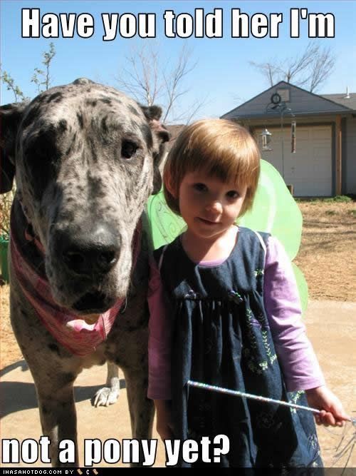 Great Dane with a little girl standing next to her in the backyard photo with text - Have you told her I'm not a pony yet?