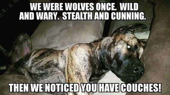 Great Dane lying on the bed at night photo with text - We were wolves once, wild and wary. Stealth and cunning. Then we noticed you have couches!
