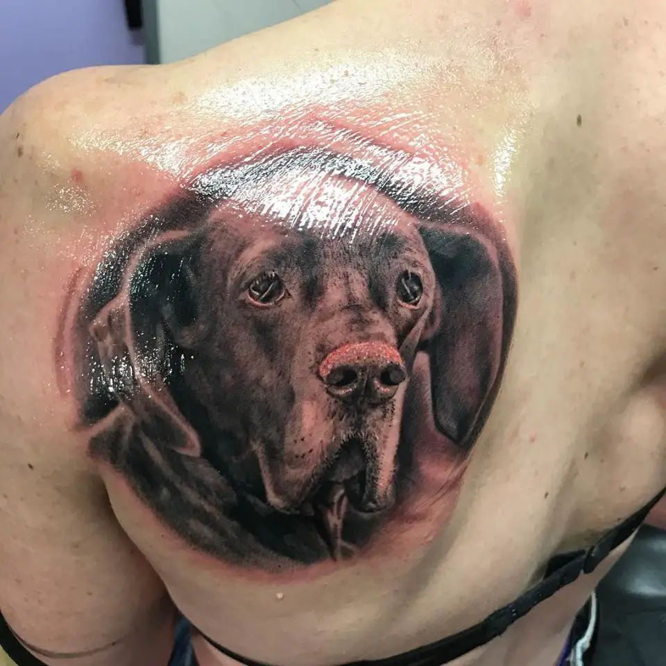 3D face of a Great Dane freshly tattooed on the back