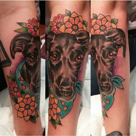 adorable face of a Great Dane wearing a blue scars with flower designs tattoo on the forearm