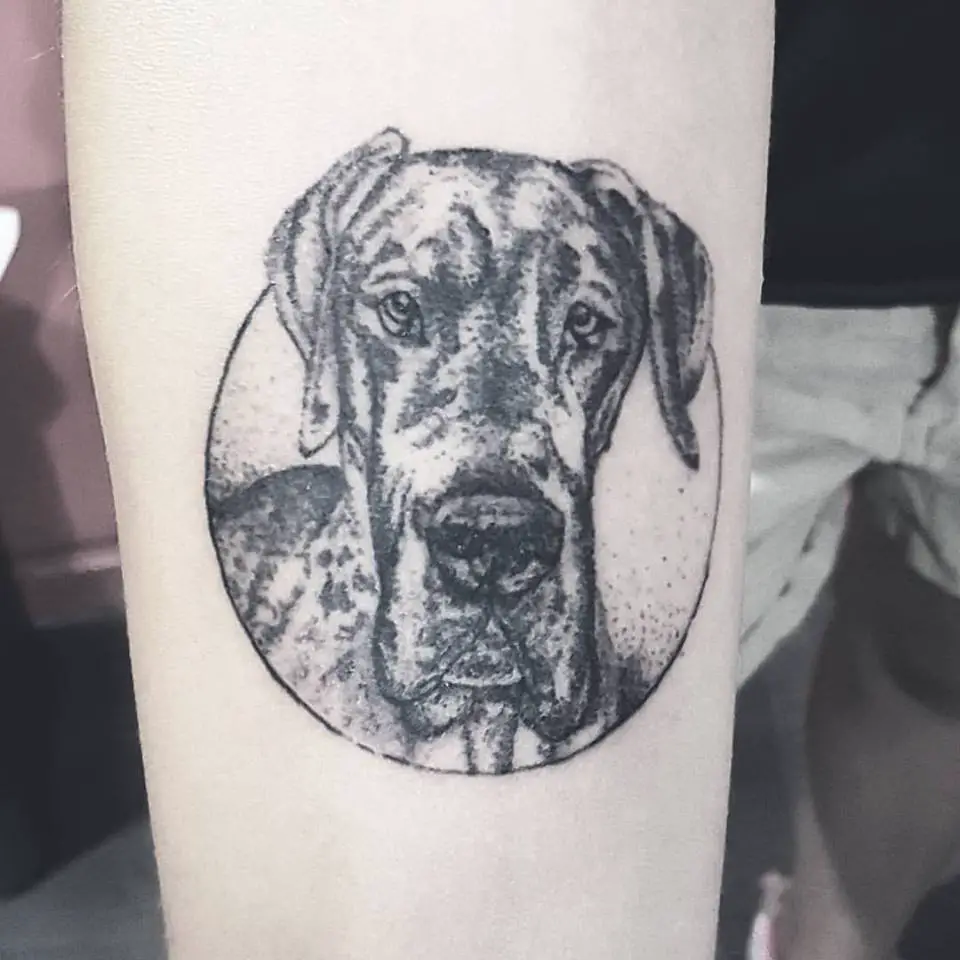 black and grey face of a Great Dane inside a circle tattoo on the forearm