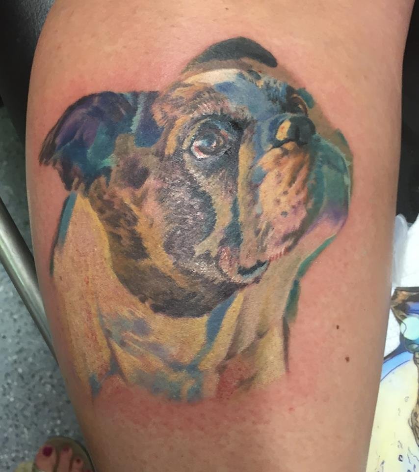 sideview looking up face of English Bulldog with colorful watercolor tattoo