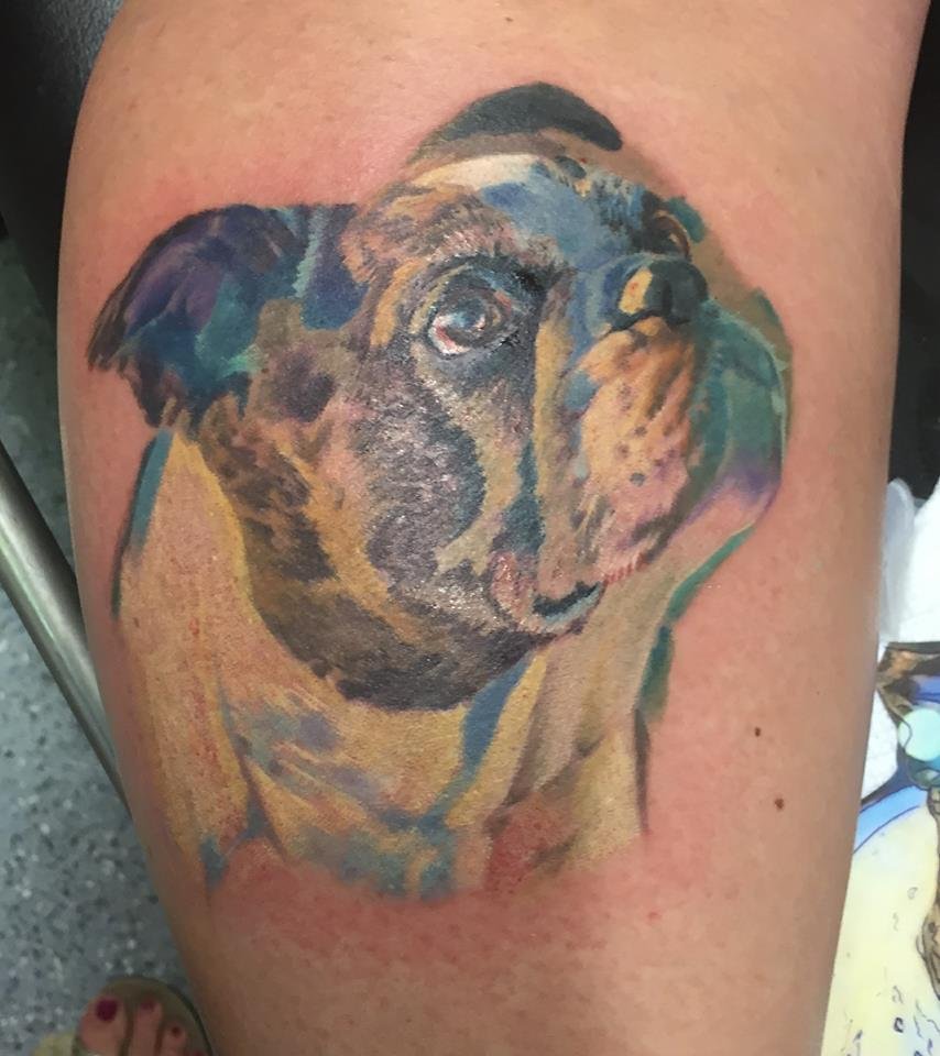 sideview looking up face of English Bulldog with colorful watercolor tattoo