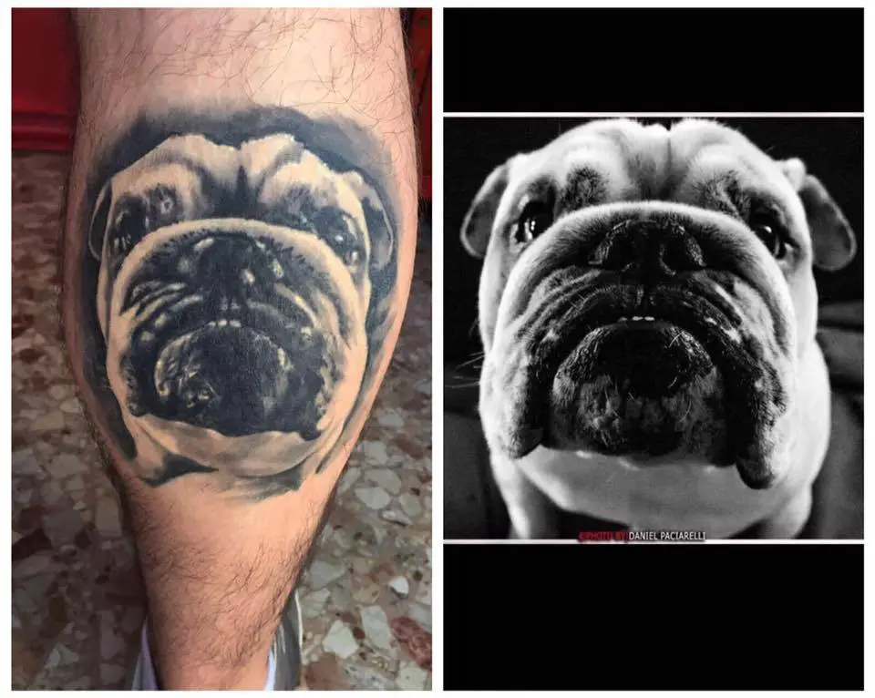 collage photo of the face of an English Bulldog tattoo on the leg and the photo inspiration