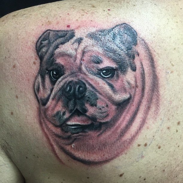 3D face of English Bulldog tattoo on the back