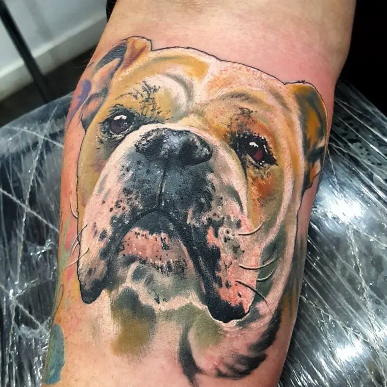 realistic face of an English Bulldog tattoo on the forearm
