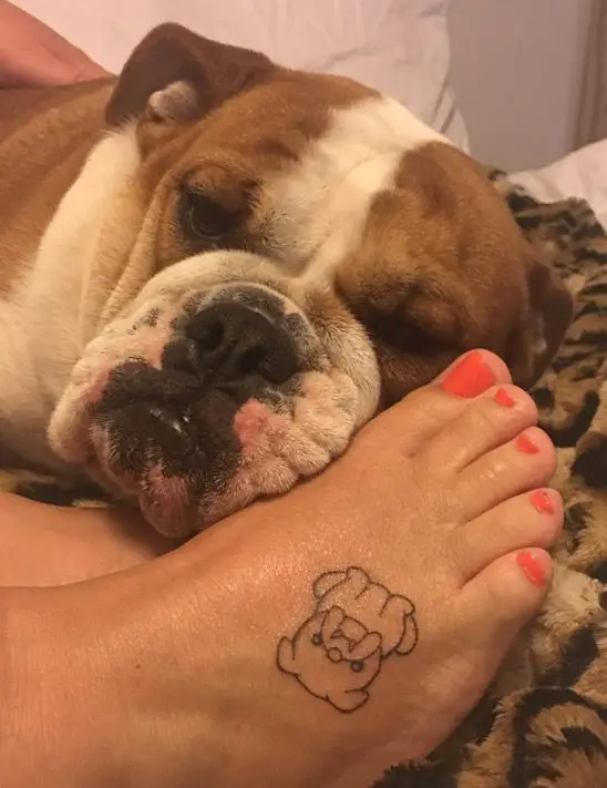 minimalist outline of a sitting English Bulldog tattoo on the feet with an English Bulldog behind the feet