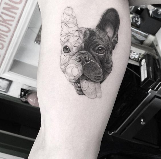 face of black French Bulldog with the half of its face has a dotted circular pattern Tattoo on the leg
