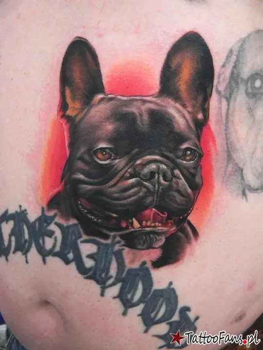 3D face of French Bulldog Tattoo on the stomach