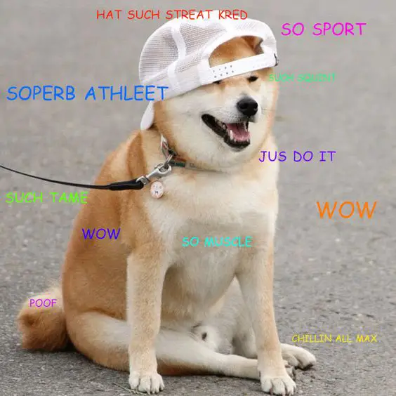 Shiba Inu sitting on the pavement while wearing a cap with thoughts 