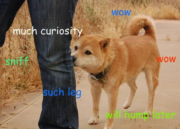 Shiba Inu smelling the legs of the man with thoughts 