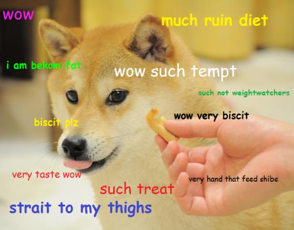 Shiba Inu staring at the biscuit from the hands of a person with thoughts 