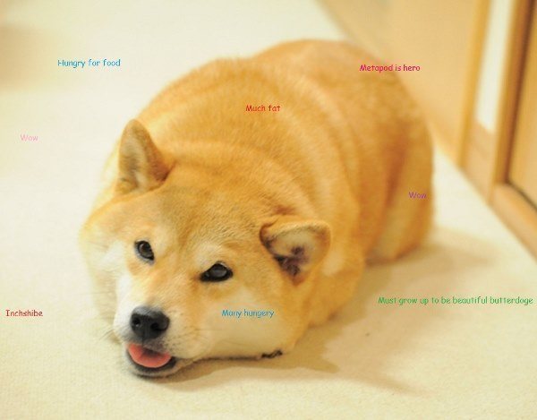 Shiba Inu lying down on the floor with its mouth slightly open with thoughts 