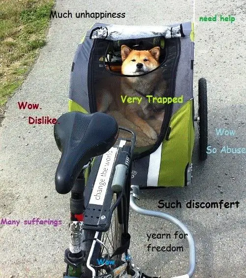Shiba Inu lying inside a fabric cage connected to a bicycle with its thoughts 