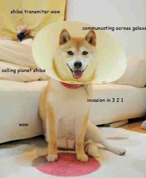 Shiba Inu sitting on the floor wearing a cone collar photo with thoughts 