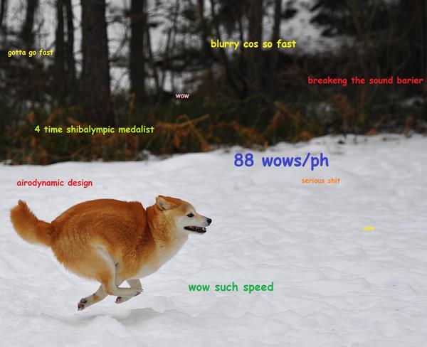 Shiba Inu running in snow with thoughts 
