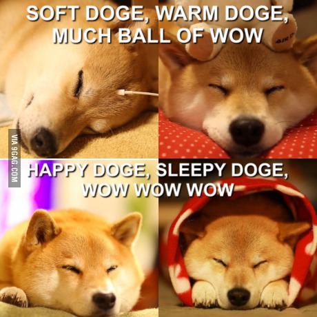 four photos of a sleeping Shiba Inu with text 