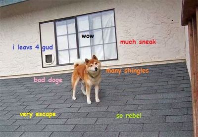Shiba Inu on top of the roof with thoughts 