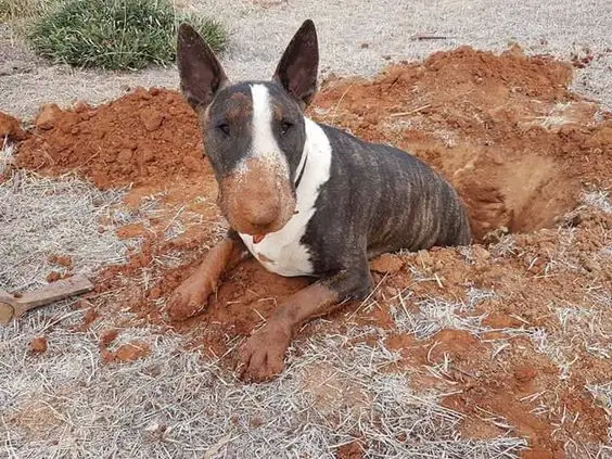 English Bull Terrier got up from a dug hole with soil all over it's body