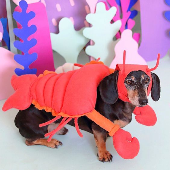 Dachshund in a lobster costume