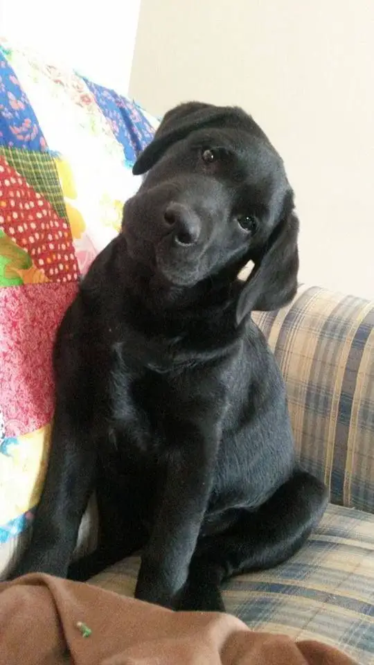 black Labrador sitting on the couch while tilting its head