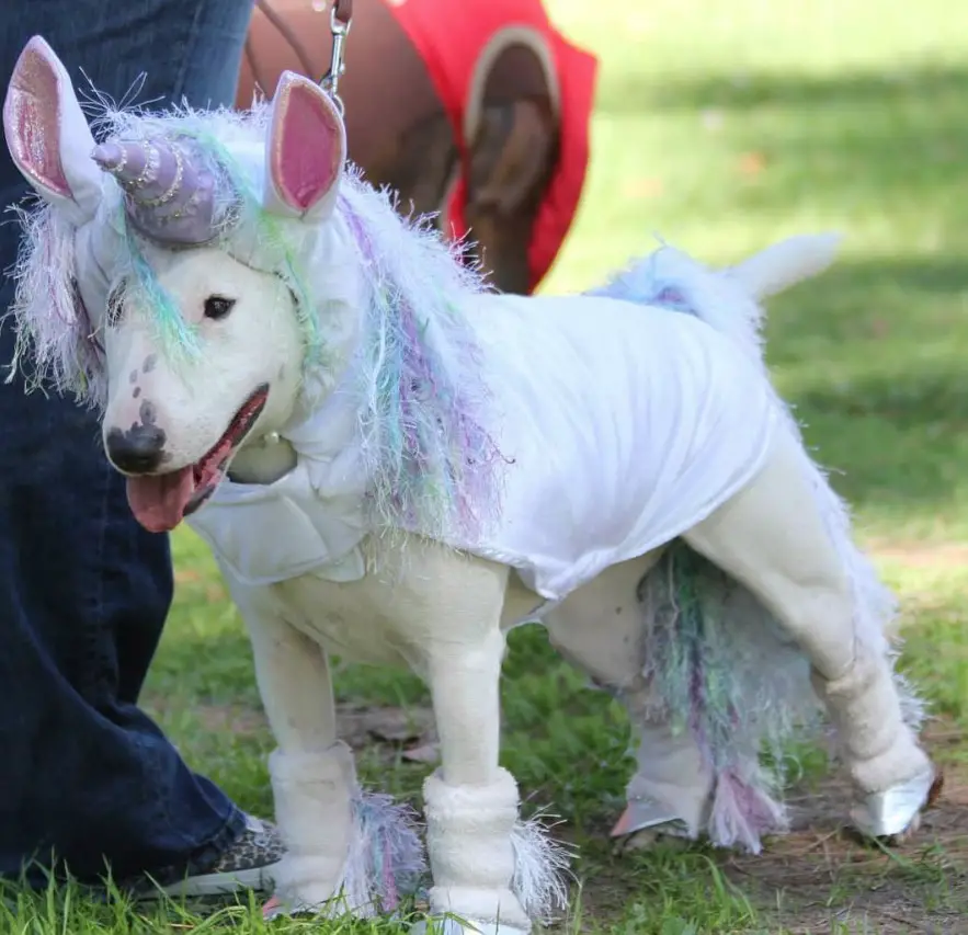 Bull Terrier in a unicorn outfit