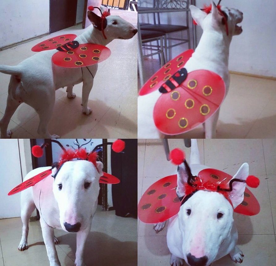 Bull Terrier in ladybug costume