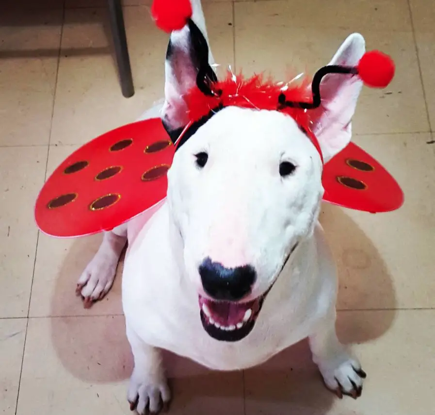 Bull Terrier in ladybug costume