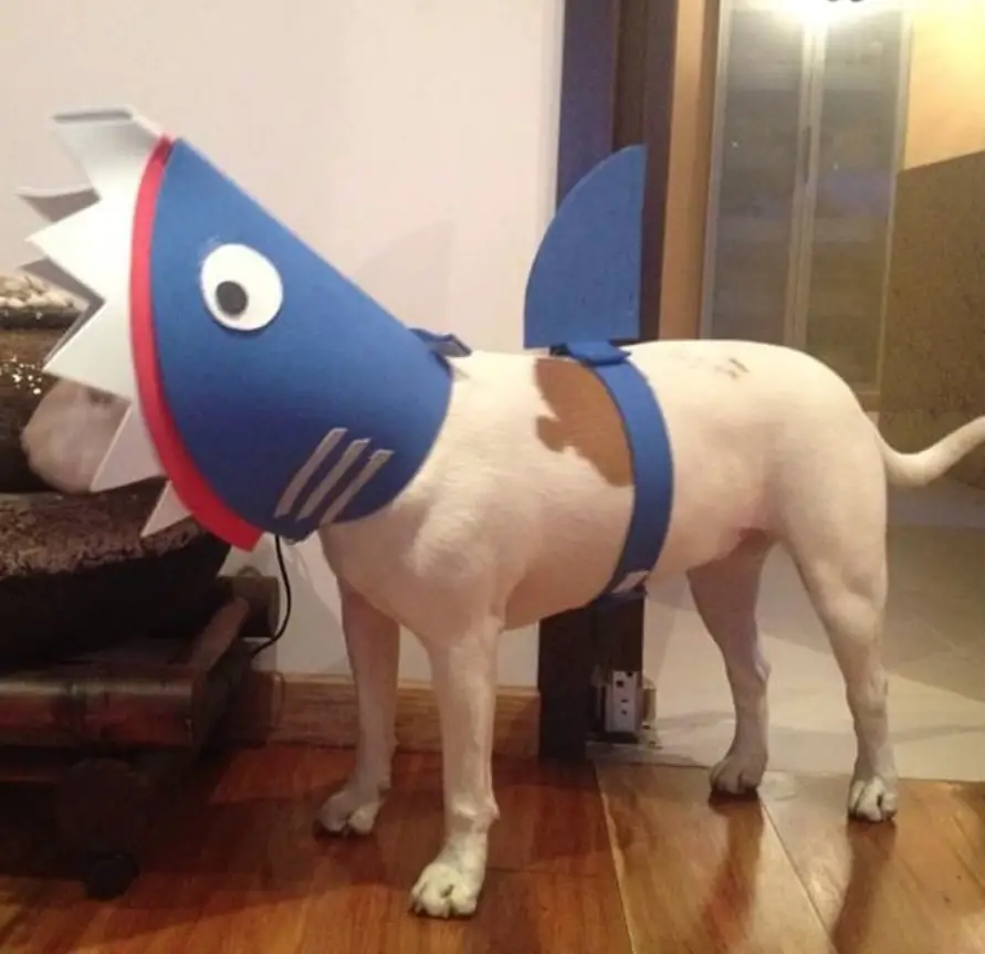 Bull Terrier in a shark costume