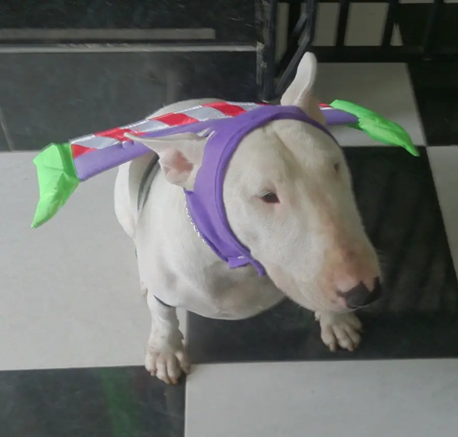 Bull Terrier in buzz lightyear costume