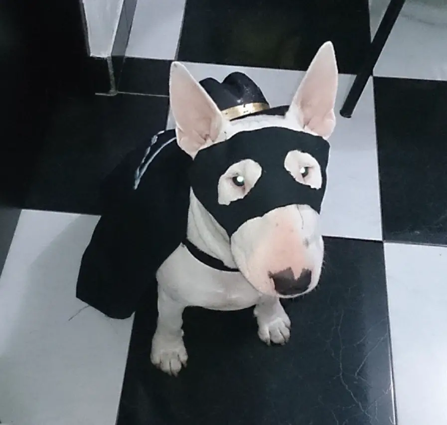 Bull Terrier magician outfit