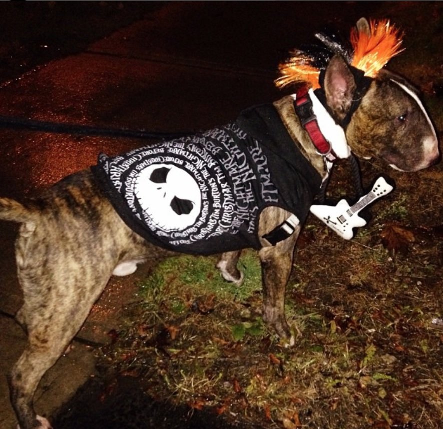 Bull Terrier in a funky rock star outfit