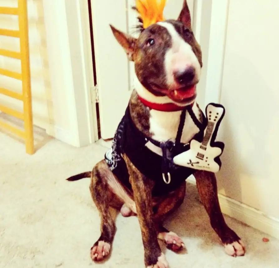 Bull Terrier in a funky rock star outfit