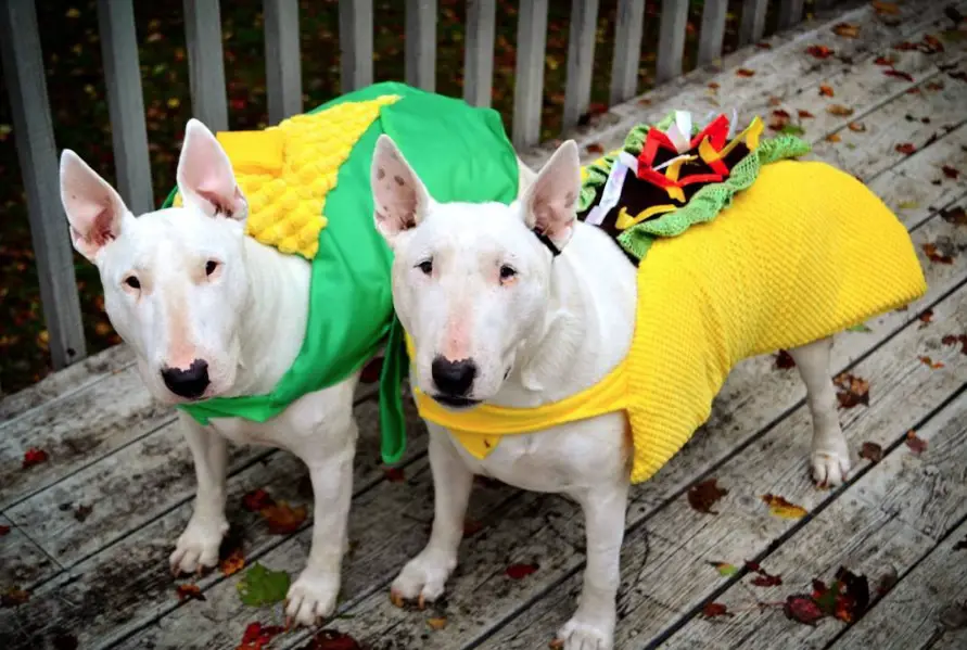 two Bull Terriers in taco and corn costume