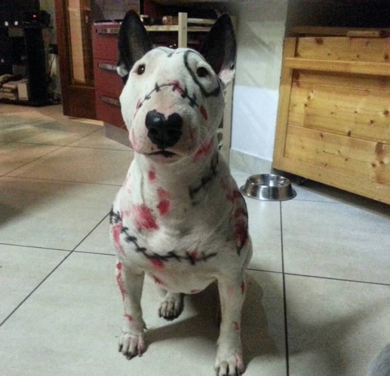 Bull Terrier in zombie look