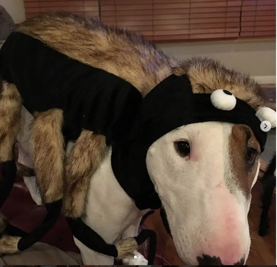 Bull Terrier in squirrel costume