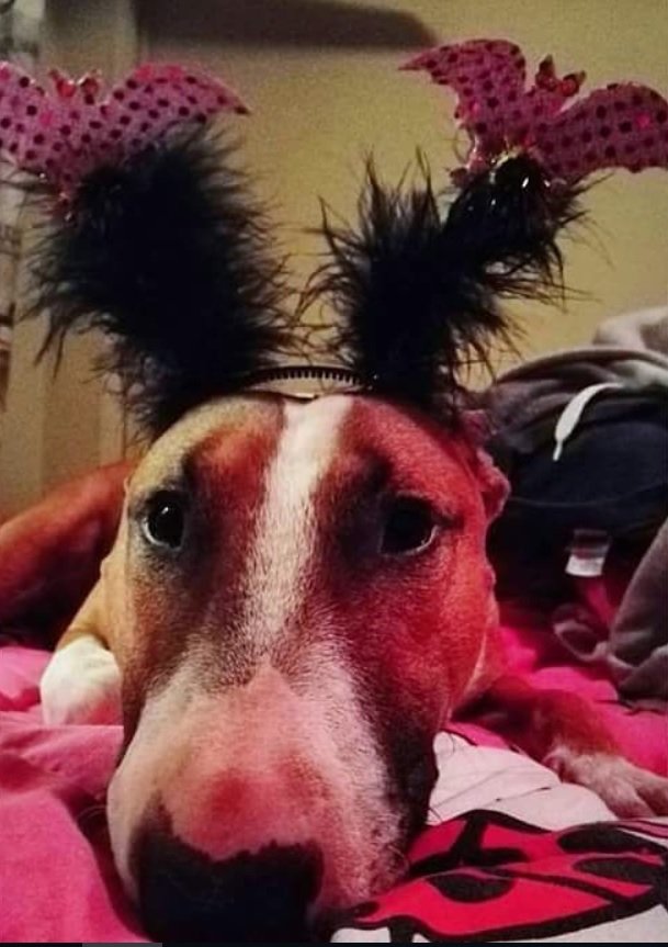 Bull Terrier with bat hairband