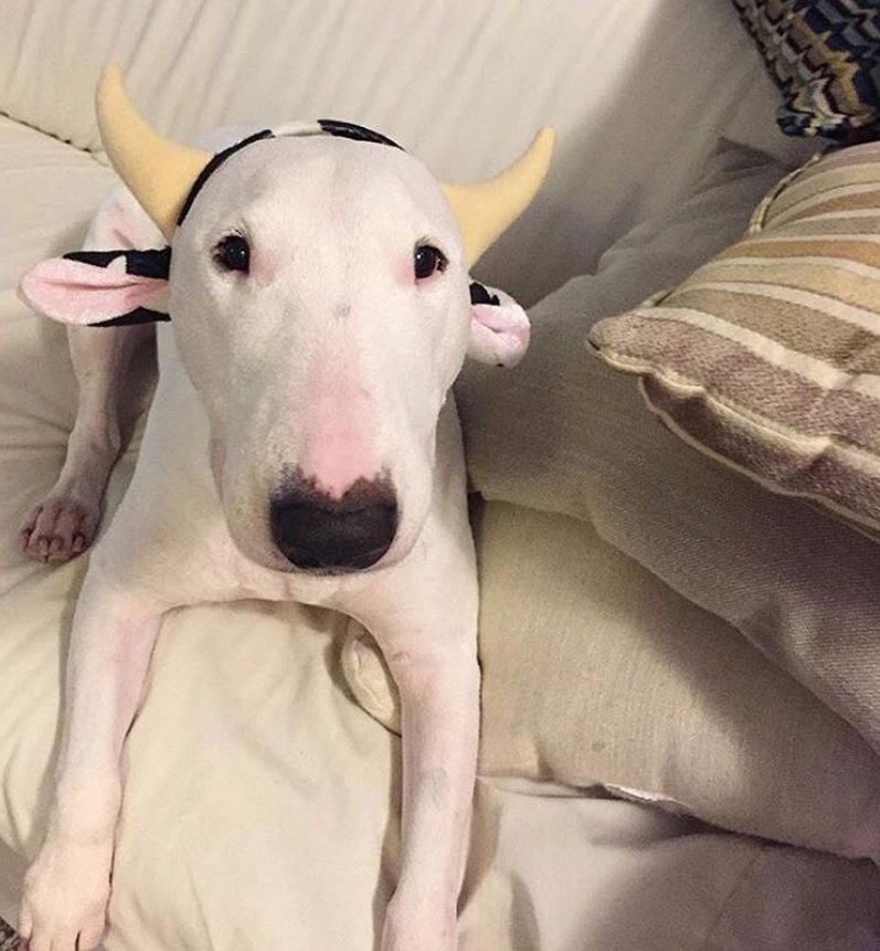 bull terrier costumes