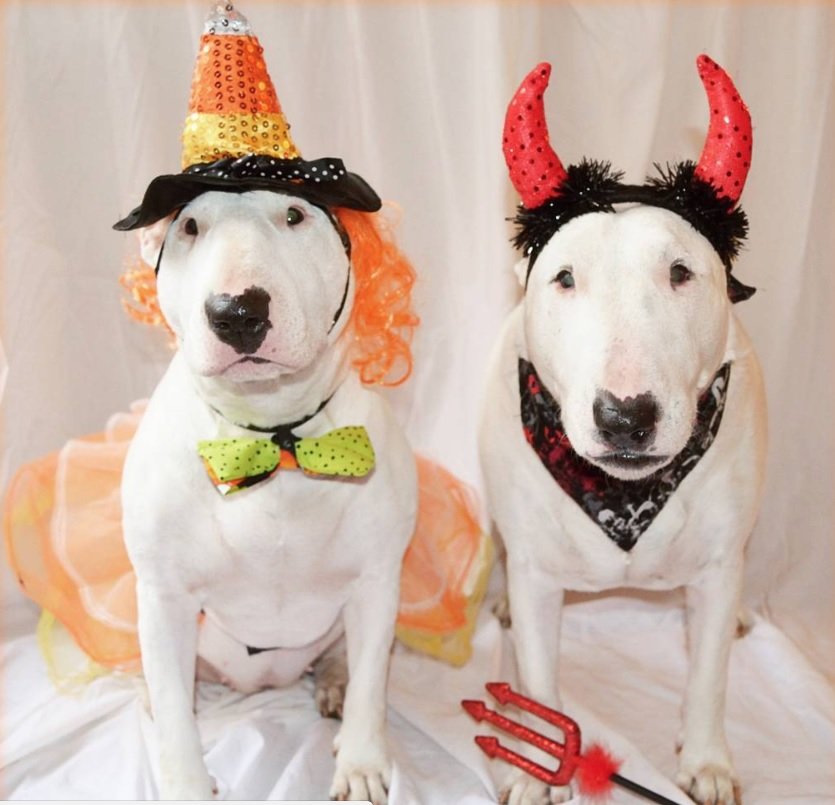 two Bull Terriers in their witch and dracula costume