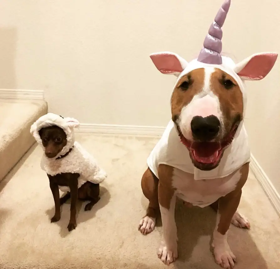Bull Terrier in unicorn outfit
