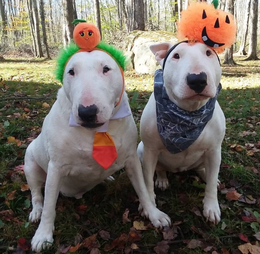 Bull Terriers with peach outfit and pumpkin outfit