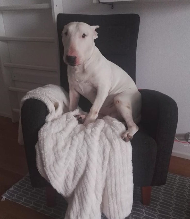 French Bulldog sitting on the chair