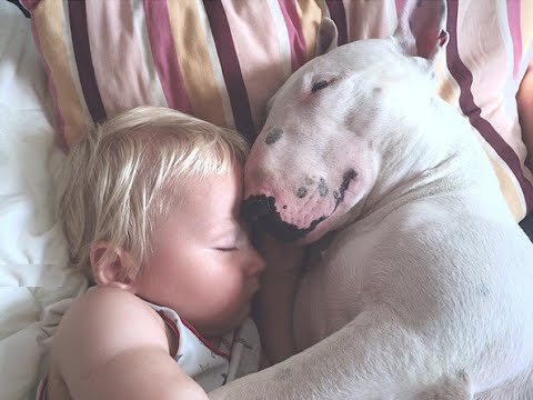 French Bulldog sleeping on the bed with a baby