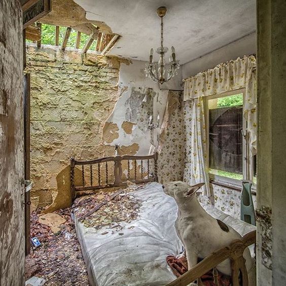 French Bulldog sitting on the dirty bed inside the room with broken ceiling and dried leaves on the floor