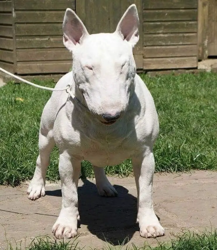 white French Bulldog taking a walk outdoors