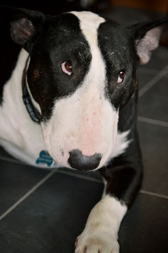 French Bulldog lying on the floor with its begging face